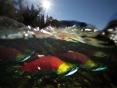 Research finds some Pacific salmon migration out of sync with food supply